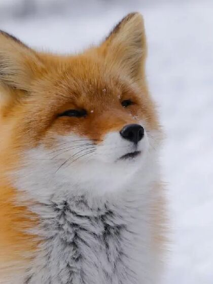 蠢萌狐狸入狼陷阱啦