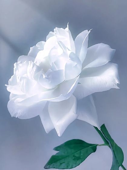 我想送你白勃艮第玫瑰