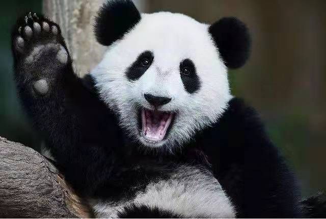 熊猫惊呆的表情包图片