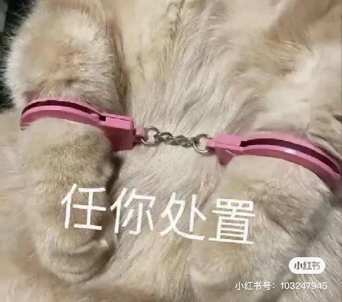 猫猫鞠躬.jpg